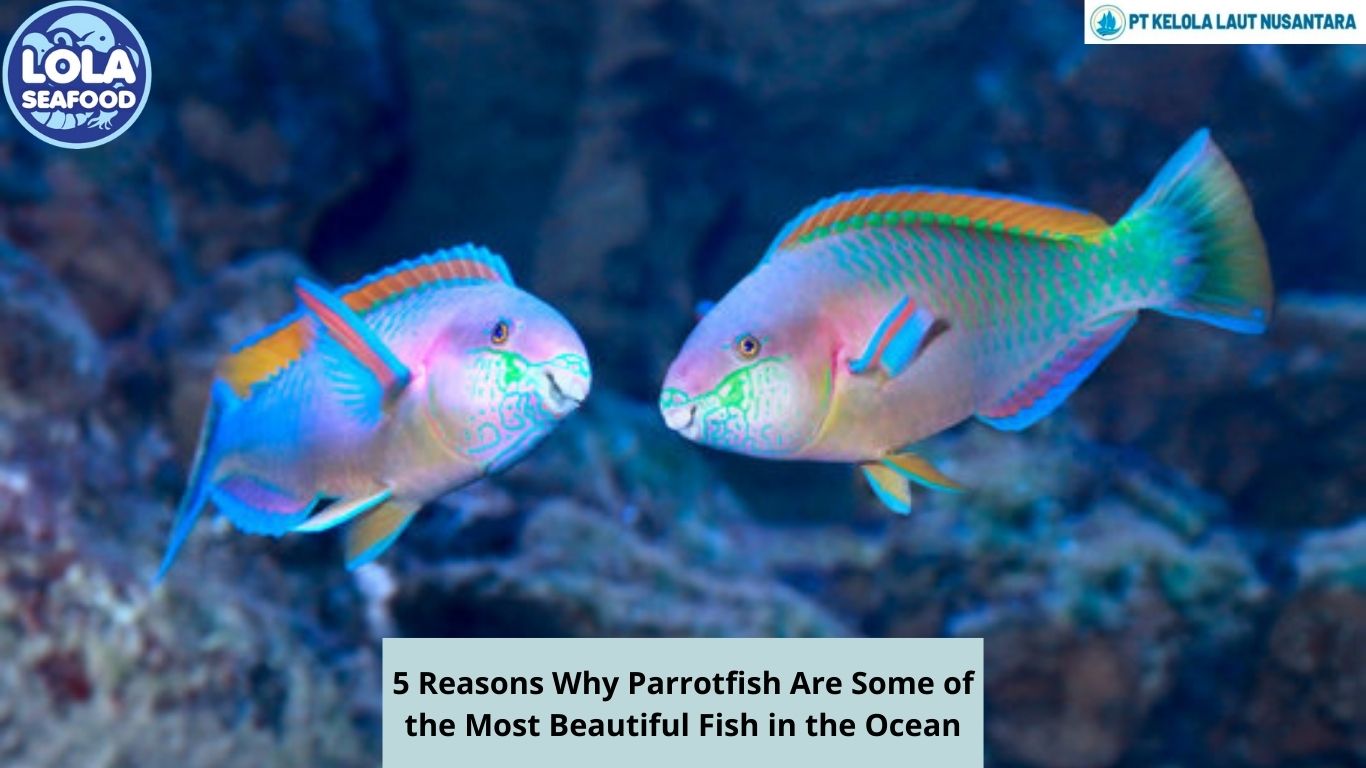 5 Reasons Why Parrotfish Are Some of the Most Beautiful Fish in the Ocean